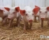 正確認識豬的營養特性和飼料要求