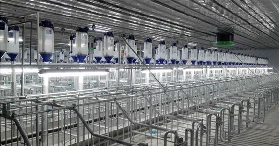 牛!僅需5個月建成5000頭母豬規模場究竟長啥樣?快來圍觀