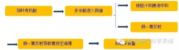 腸道5.webp.jpg
