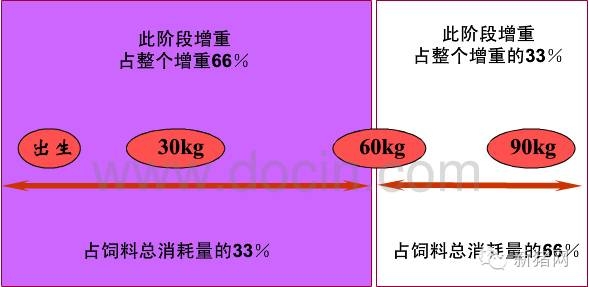 什么樣的飼料才是豬豬的好飼料？且聽南農(nóng)王恬教授說！