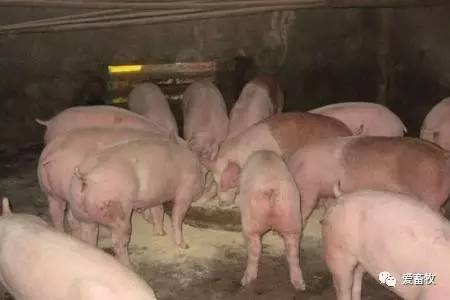 飽受爭議的自由采食和定時定量，你怎么看？