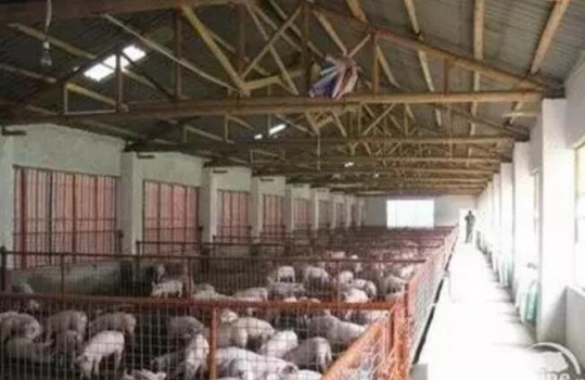 新豬場建設需具備的關鍵要素有哪些？