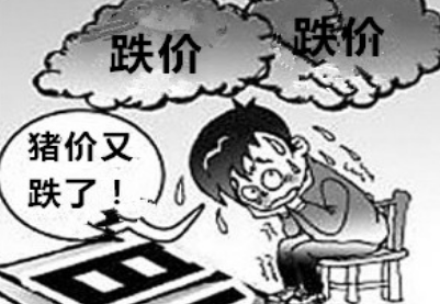 豬價依舊大面積下跌 更別指望明年？