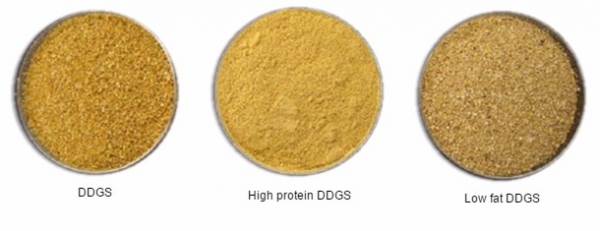 玉米酒糟（DDGS）在豬料中的應用