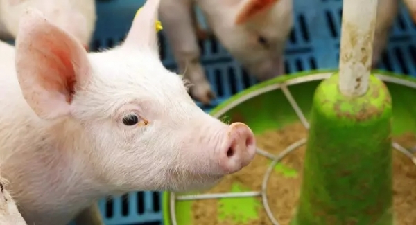 不同階段豬的飼料配方要求