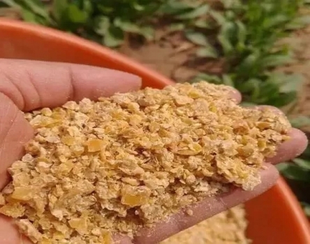 豆粕中摻米糠餅！別被坑了！
