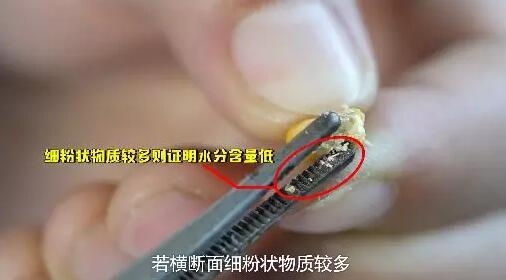 4步鑒定玉米品質，讓豬吃上優質飼料