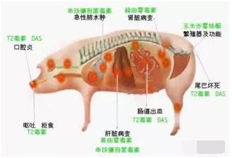 教保料企業如何15分鐘精準分析霉菌毒素