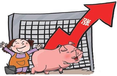 豬價止跌進入觀望階段 我國豬市短期底部或已探明