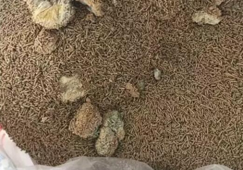 飼料是怎么發霉的，你知道嗎？