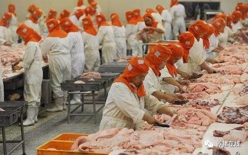 好消息！中央凍肉收儲(chǔ)真的來了，豬價(jià)有救了？