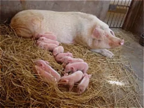 發酵飼料替代抗生素對斷奶仔豬生產性能和血液指標的影響