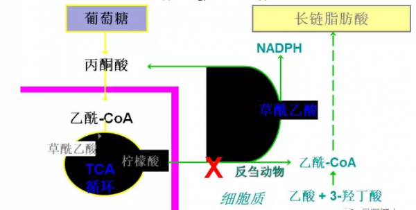 概述脂肪的營養與價值