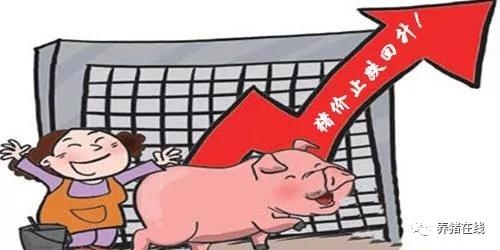 豬價(jià)企穩(wěn)反彈 投資良機(jī)恐未至