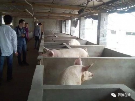 豬價(jià)漲勢迅猛，一線養(yǎng)豬人卻說這是虛的！為什么？