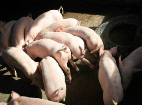 夏季豬場四種常見飼料中毒的應急處理措施！