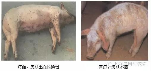 本病夏季多發，比豬瘟還可怕！養豬朋友一定要重視??！