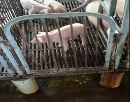 高溫季節，產房仔豬為何還是頻頻腹瀉？