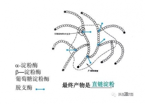 預混料中添加淀粉酶對種雞全價料內新玉米的影響研究