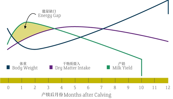 脂肪營養入門第二講：日糧中的脂肪