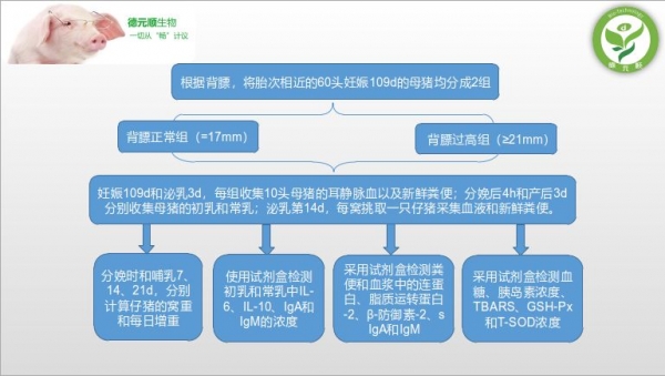 妊娠后期母豬肥胖會加劇圍產期母豬代謝紊亂和影響仔豬的生產性能和腸道健康