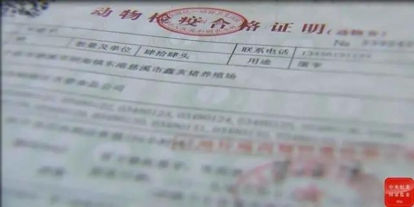 豬價高漲，賣豬水太深？實名舉報：不送錢拖著辦，錢到位違規也能辦！