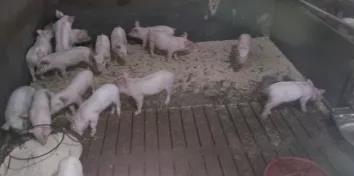 飼料禁抗之后養豬場問題，您擔心嗎？