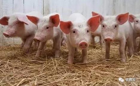 正確認識豬的營養特性和飼料要求