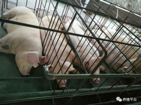 頭胎母豬+冬季分娩=產房仔豬腹瀉？