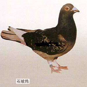 肉鴿品種圖與對應發源地