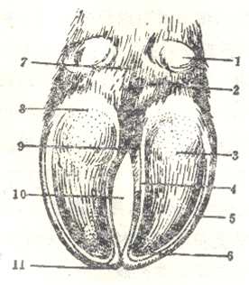 1.副蹄 2.蹄球 3.蹄底 4.軸側壁負面 5.遠軸側壁負面 6.白線 7.系部 8.蹄踵 9.間隙后端 10.趾間隙 11.蹄尖