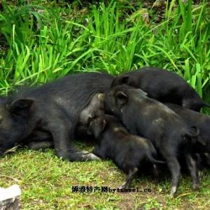不吃飼料專吃草 西藏“人參豬”遠嫁仙居山村