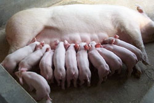 提早喂飼教槽料表現生長遺傳優勢