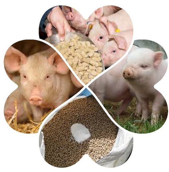 提早喂飼教槽料表現生長遺傳優勢