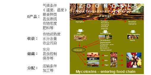 解決霉菌毒素吸附的可行方法