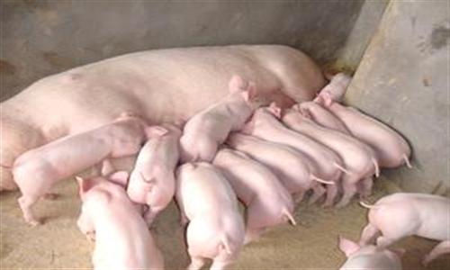 降低哺乳仔豬死亡率的關(guān)鍵措施是什么