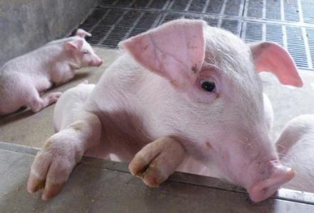 【豬】第六十四期：日糧中鈣與磷對(duì)用限位飼養(yǎng)和群養(yǎng)母豬繁殖性能和骨代謝標(biāo)志物的影響