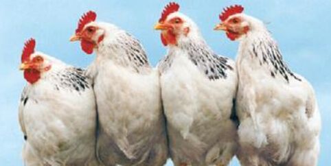 四大肉雞上市公司公布前三季度業(yè)績 益生虧1.85億、圣農(nóng)賺9千萬