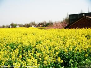 2009中國飼料商業配方師年會會場——武漢·夢天湖山莊